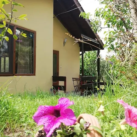 Yellow Fani Sinemoretz