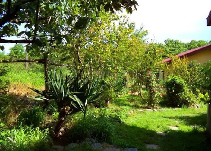 Yellow Fani * Sinemoretz