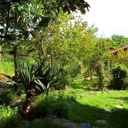 Yellow Fani * 시네모레츠