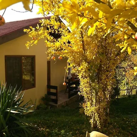 Yellow Fani 시네모레츠