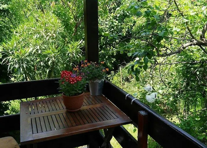 Yellow Fani Sinemoretz