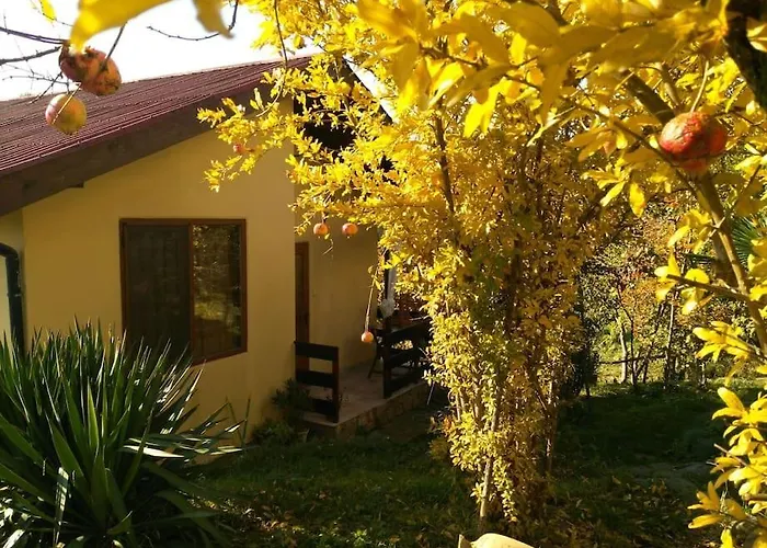 Yellow Fani Sinemoretz