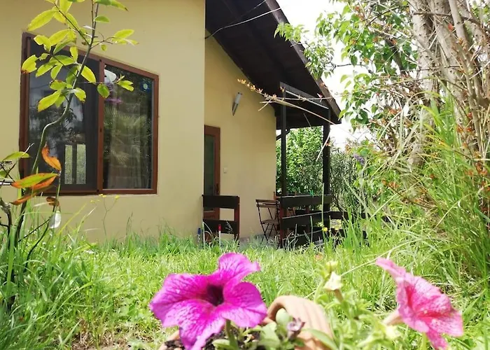 Yellow Fani Sinemoretz